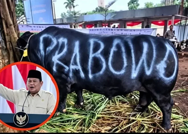 1.098 Sapi Kurban Milik Prabowo Dibeli Pakai APBN, Jadi Utang yang Disebut Utang Negara